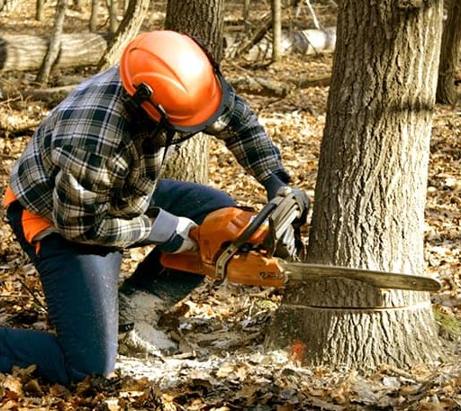 Tree Removal in Champaign, IL